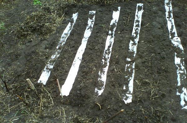 Planter des graines sur du papier toilette