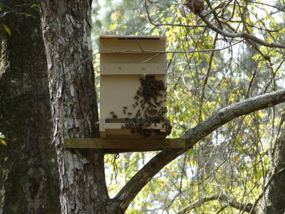 trampa para abejas