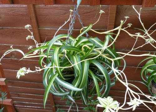 chlorophytum en pot