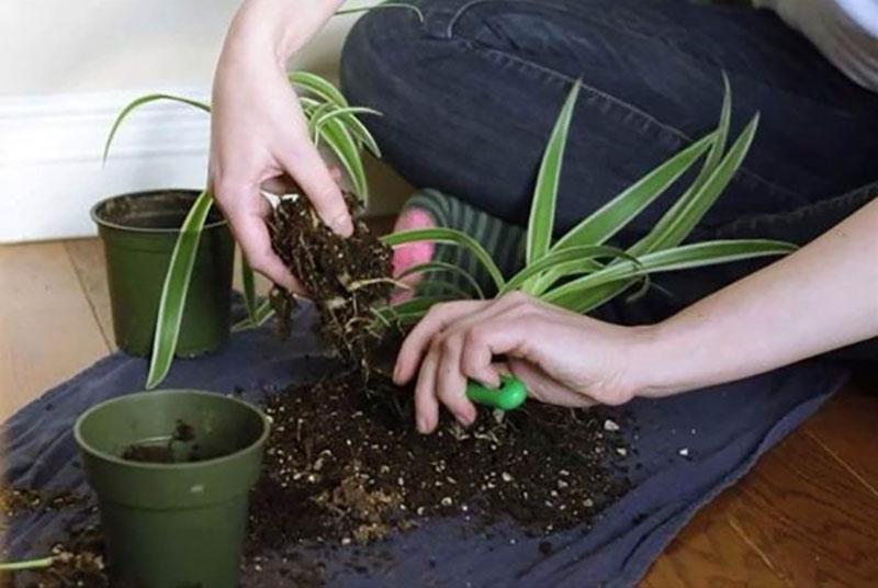 reproduction en divisant le buisson