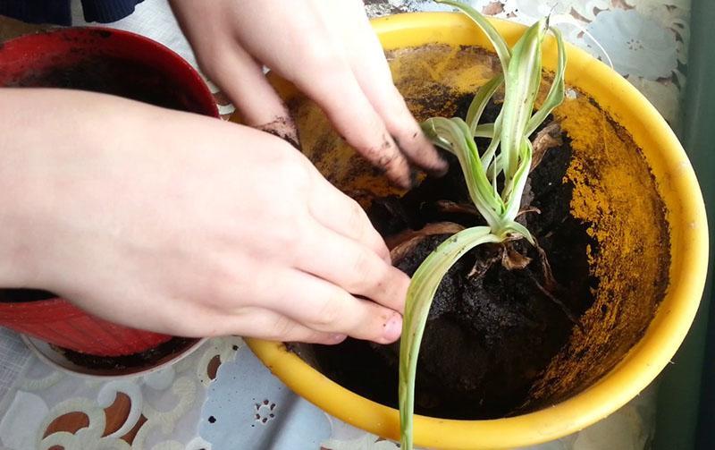 trasplante de plantas