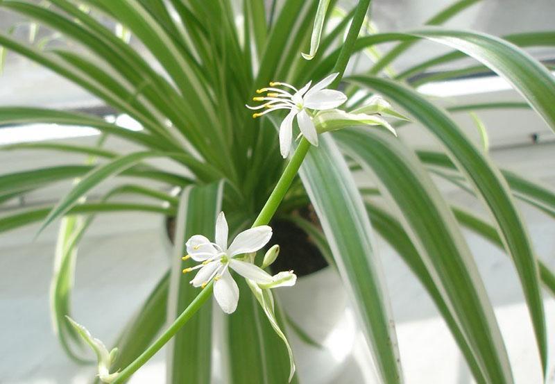 fleurs de chlorophytum