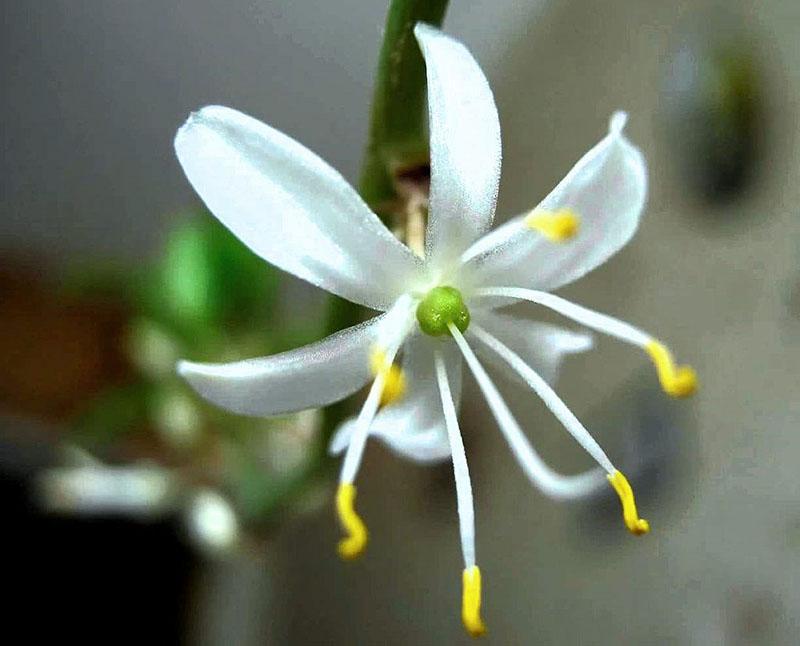 fleur de chlorophytum