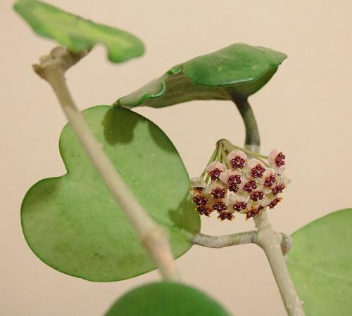 fleur de hoya