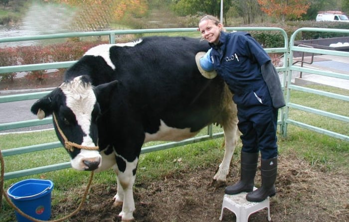 Foto přes livingmydreamkn Existuje několik důvodů, proč jsou tyto píštěle umístěny. Umožňují farmářům a veterinářům sledovat trávicí proces krávy a testovat, zda je vše v pořádku. Mohou také sklízet bachorovou flóru (směs trávicích šťáv a zdravých bakterií) prostřednictvím těchto píštělí od zdravé krávy a umístit je do střev krav bojujících s trávicími problémy.