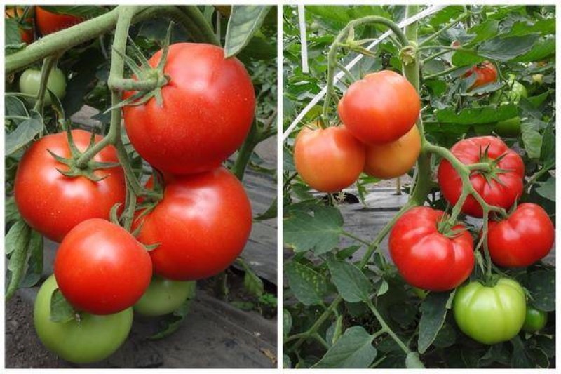 bienfaits de la tomate star de sibérie