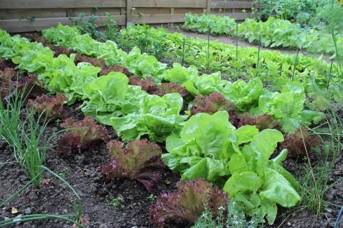 salade du jardin