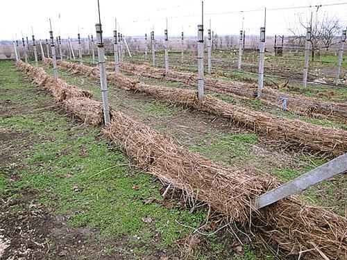 Poda otoñal de uva y preparación para la invernada.