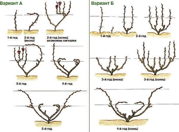 Formation de buisson