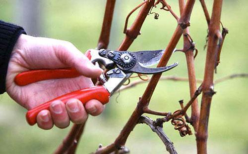 Tailler les raisins au printemps