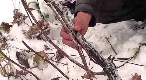 Comprobando la seguridad de la vid en invierno