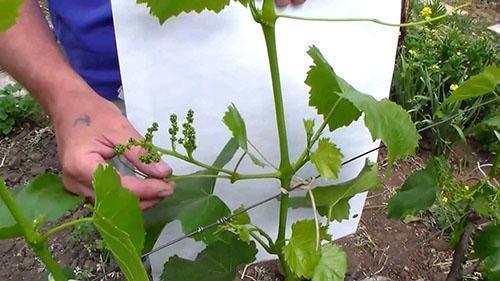 Formation de buisson d'été