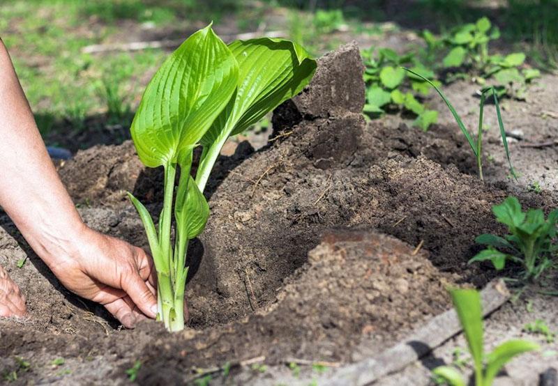 hosta plantando y cuidando una planta perenne