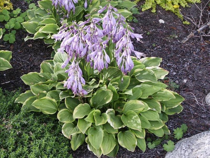 Hosta florece