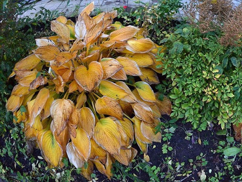 hosta en otoño