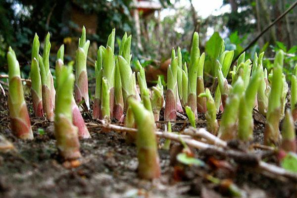 hosta au printemps