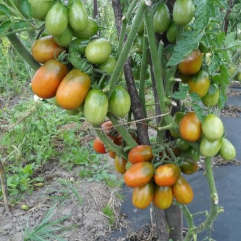 buisson de tomate lande noire