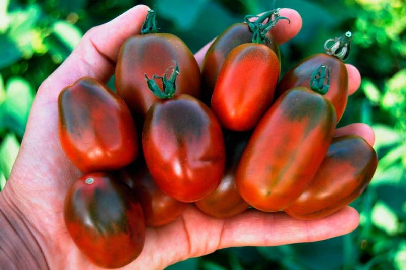 les tomates des landes noires