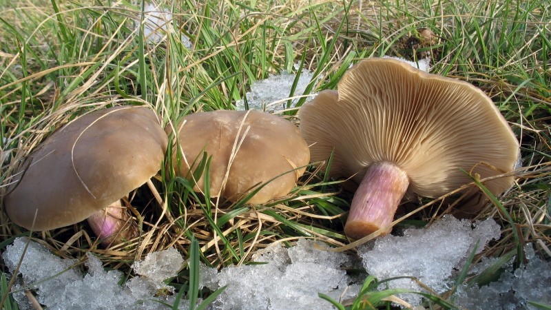 photo d'aviron à pattes lilas et description des caractéristiques