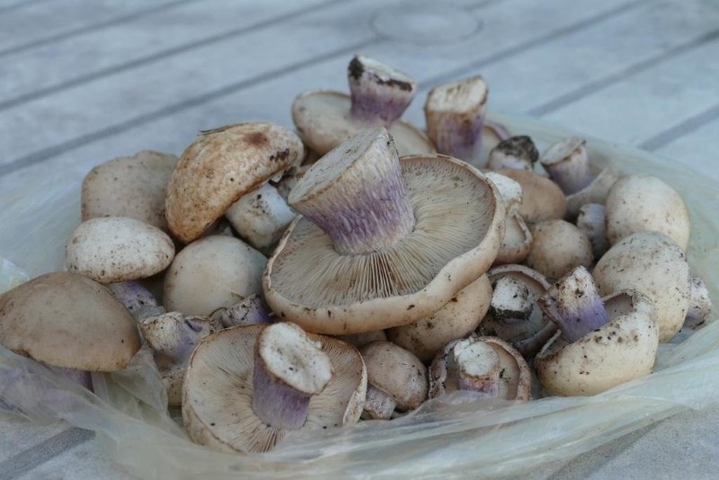 champignons bleus