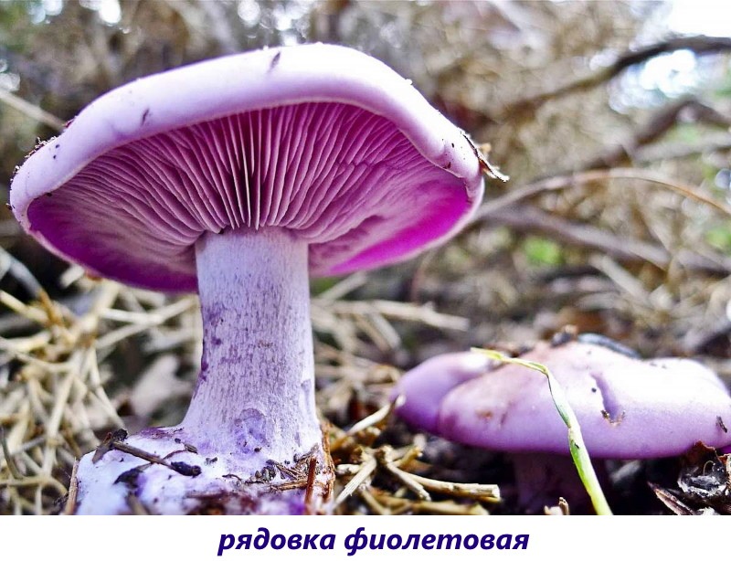 fila morada