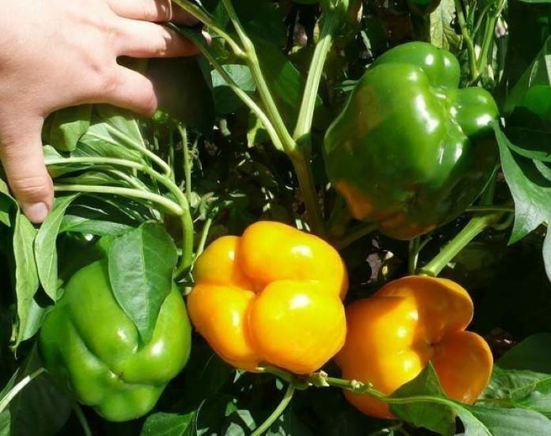 Características del milagro dorado de la pimienta en crecimiento.