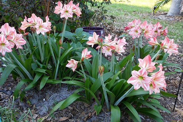 hippeastrum en plein champ