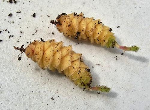 Il est temps de planter les rhizomes dans le sol