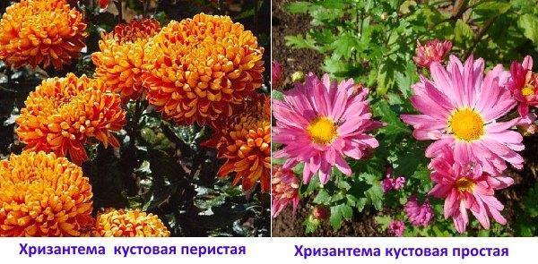 Crisantemos: arbusto plumoso y arbusto simple