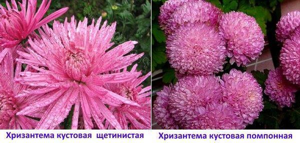 Chrysanthèmes : touffus hérissés et pompon