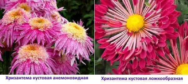 Photo d'anémone de brousse de chrysanthème et en forme de cuillère