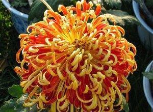 chrysanthème de brousse