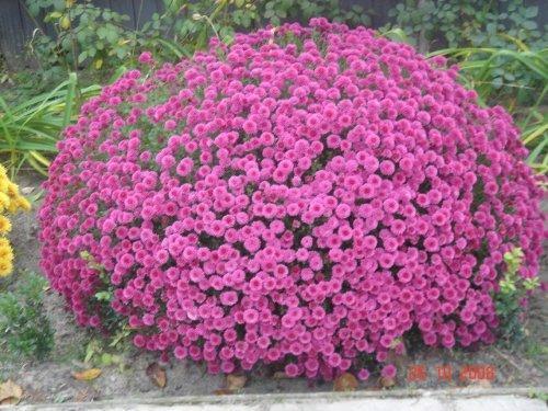 Le chrysanthème est l'une des plus belles fleurs