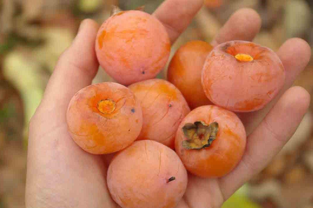 colección de frutas maduras saludables