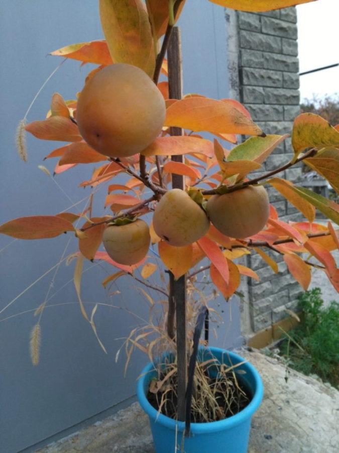 Caqui creciendo en casa y cuidado.