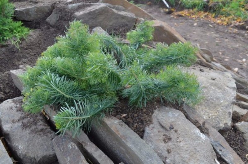 buisson d'asclépiade de cyprès