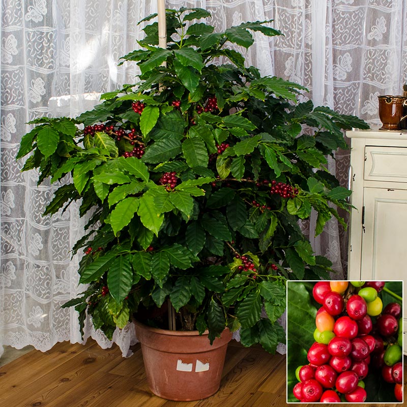 cómo cultivar un cafeto en casa