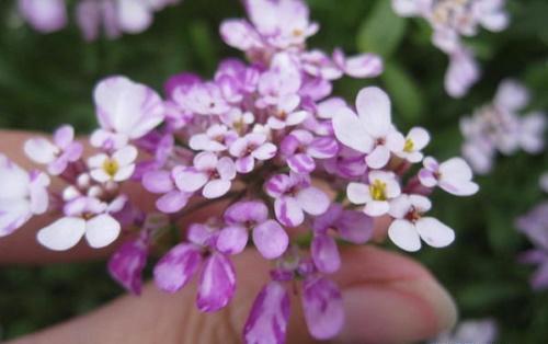 floraison d'Iberis