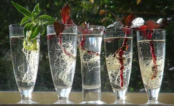boutures d'enracinement de Vanka humides