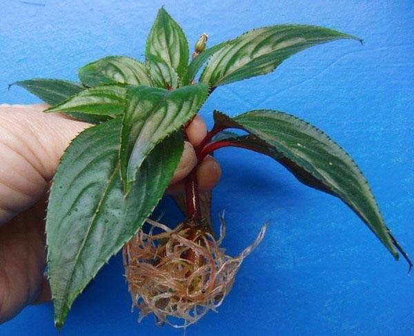 la tige est prête à être plantée