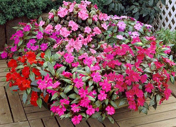 mini cama de flores con bálsamo en una terraza abierta