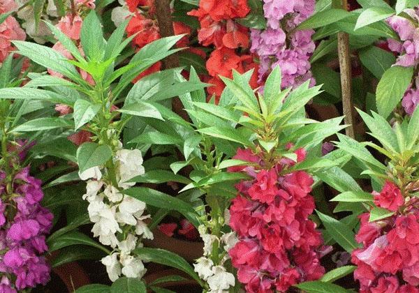 termina la floración del bálsamo del jardín