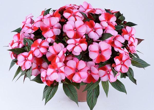 couleurs bicolores de fleurs en Vanka wet