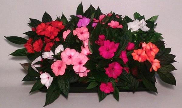 floraison luxuriante de baume