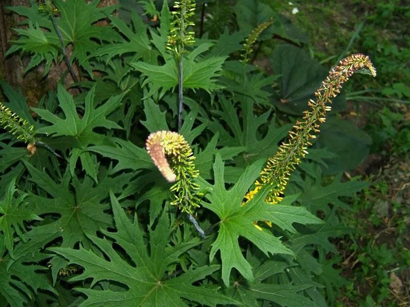 Floraciones de Buzulnik