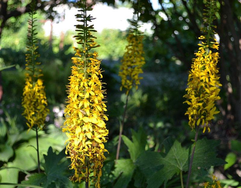 inflorescence colossale de buzulnik