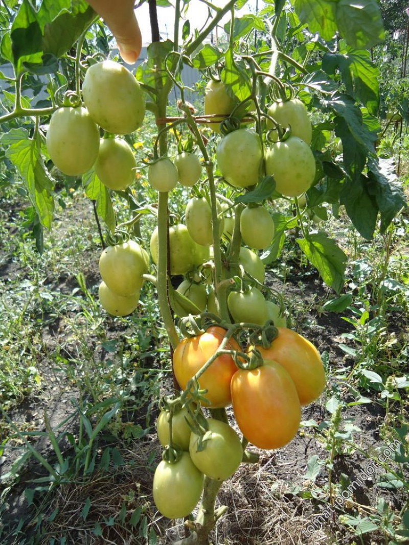 tomate bush miracle paresseux