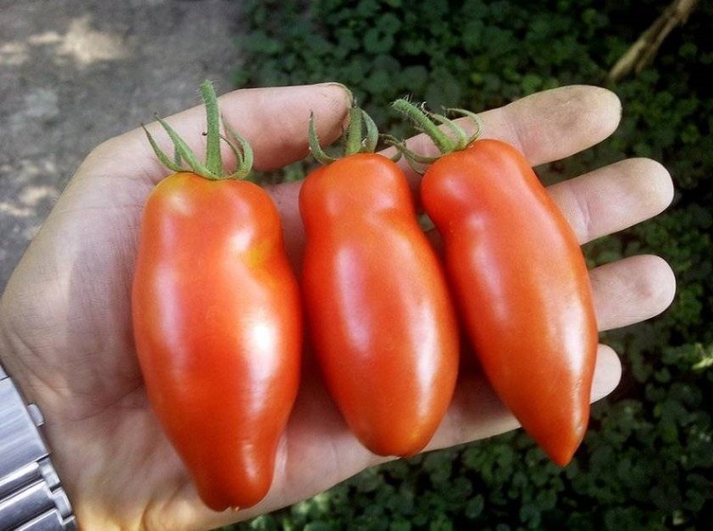 le pour et le contre des tomates le miracle du paresseux
