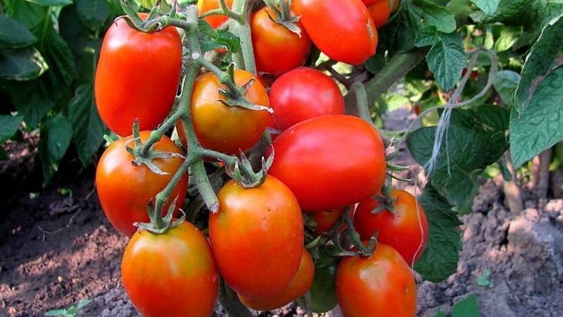 tomates miracle paresseux