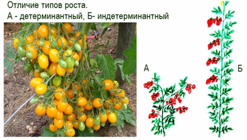 cual es la diferencia entre tomates indeterminados